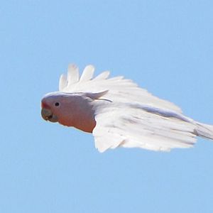 Major Mitchell's cockatoo 2