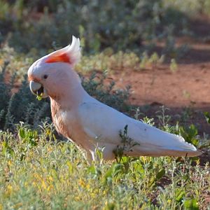 Major Mitchell's cockatoo 1