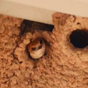 Fairy martin in nest hole.