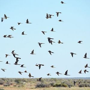 Flock of cockatiels.