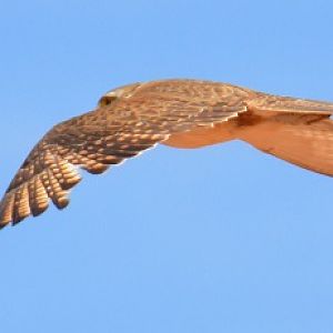 Brown falcon.