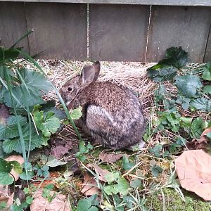 Eastern Cottontail Rabbit