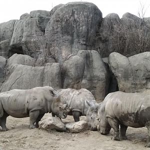 White Rhinos