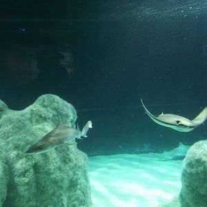 Cownose ray, Smooth Dogfish Shark