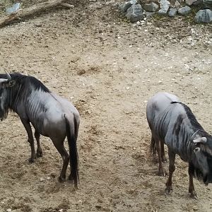 Blue Wildabeest (Signed as Eastern White Bearded Wildabeest)