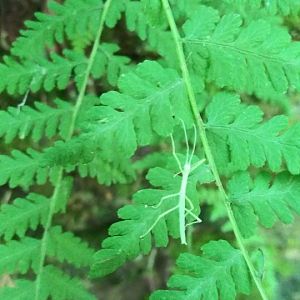 Probably Common Walking Stick, Diapheromera femorata