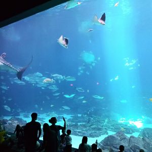 Ocean Voyagers main viewing window