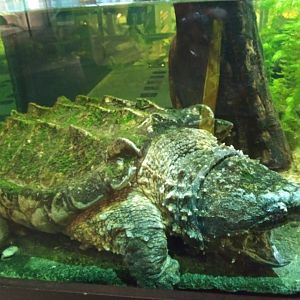 Alligator Snapping Turtle (Macrochelys temminckii)