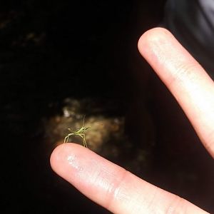 'Rescued' stick insect