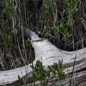 Green Anole (Anolis carolinensis)