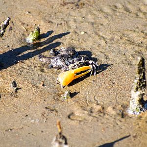 Perplexing Fiddler Crab (Austruca perplexa)