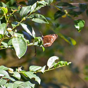 Common Crow (Euploea core)