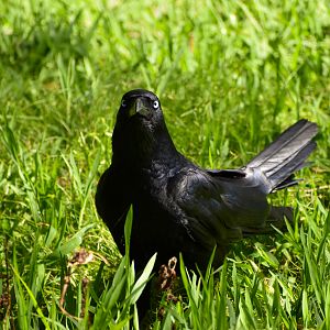 Torresian Crow (Corvus orru)