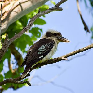 Laughing Kookaburra (Dacelo novaeguineae)