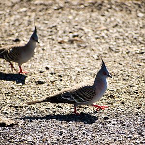 Crested Pigeons (Ocyphaps lophotes)