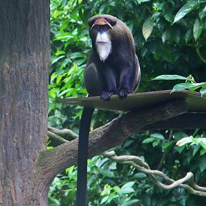 Primate Kingdom - De Brazza's Monkey