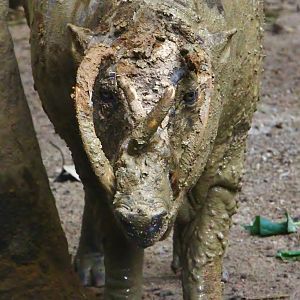 North Sulawesi Babirusa