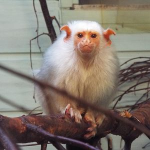 Silvery Marmoset, Twycross Zoo
