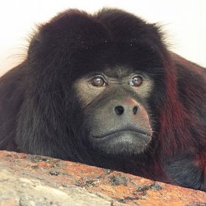 Howler Monkey, Twycross Zoo
