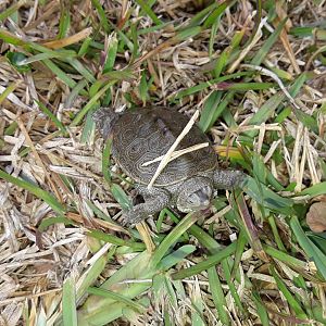 Baby Diamondback Terrapin