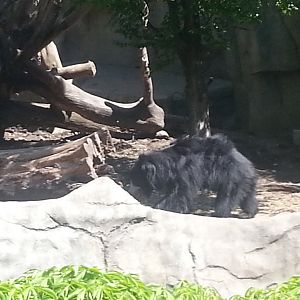 Sloth Bear