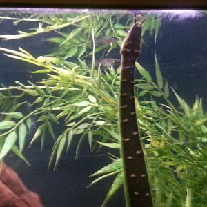 Tentacled Snake (Erpeton tentaculatum)