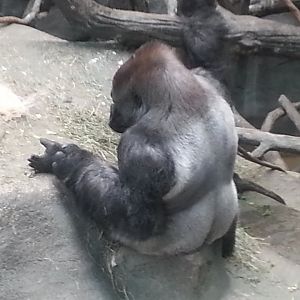 Silverback Gorilla (Gorilla gorilla)
