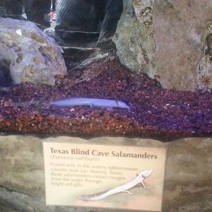 Texas Blind Cave Salamander