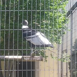 Andean Condor