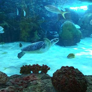 Green Sea Turtle (Chelonia mydas)