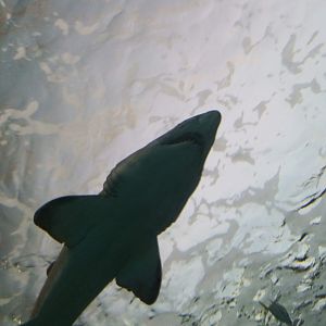Sand Tiger Shark (Carcharias taurus)