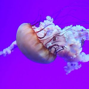 Pacific Sea Nettle (Chrysaora fuscescens)