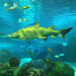 Sand Tiger Shark (Carcharias taurus)