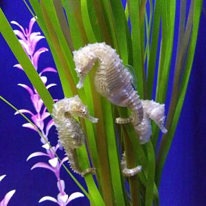 Seahorses
