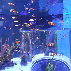 Ocellaris Clownfish (Amphiprion ocellaris)