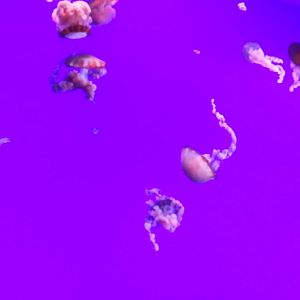 Pacific Sea Nettle (Chrysaora fuscescens)