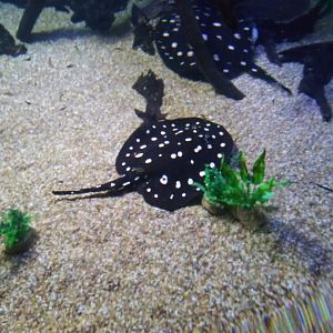 Xingu River Ray (Potamotrygon leopoldi)