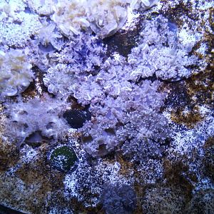 Upside down jellyfish (Unspecified Cassiopea)