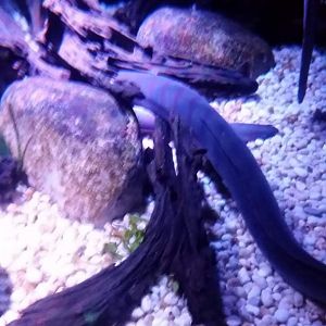 Electric eel (Electrophorus electricus)
