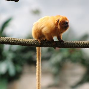 Golden lion tamarin (Leontopithecus rosalia)