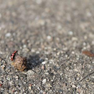 Pink Spotted Lady Beetle on an acorn