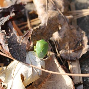 Green stinkbug (Chinavia hilaris)