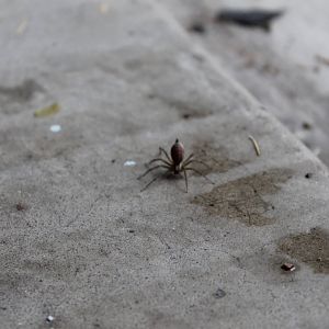 Central Illinois Spider (Unidentified)