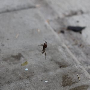 Central Illinois Spider (Unidentified)