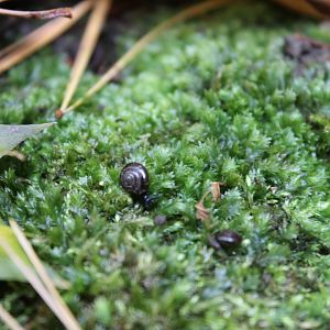 Probably Globose Dome Snail (ventridens ligera)