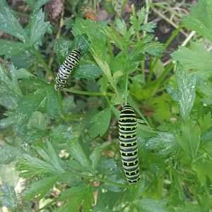 Black Swallowtail Catepillar (Papilio polyxenes)