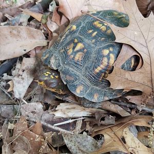 Common Box Turtle (Terrapene carolina carolina)