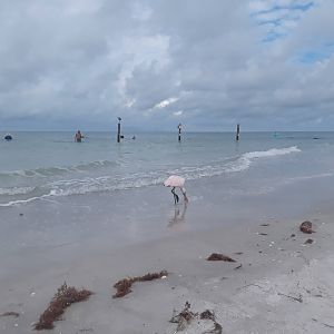 Roseate Spoonbill on a beach