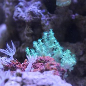 Saltwater Reef Tank