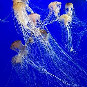 Atlantic Sea Nettle (Chrysaora quinquecirrha)